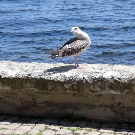 Seafront Im Lejlighed *